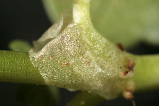 Image of Ivy Water-Crowfoot