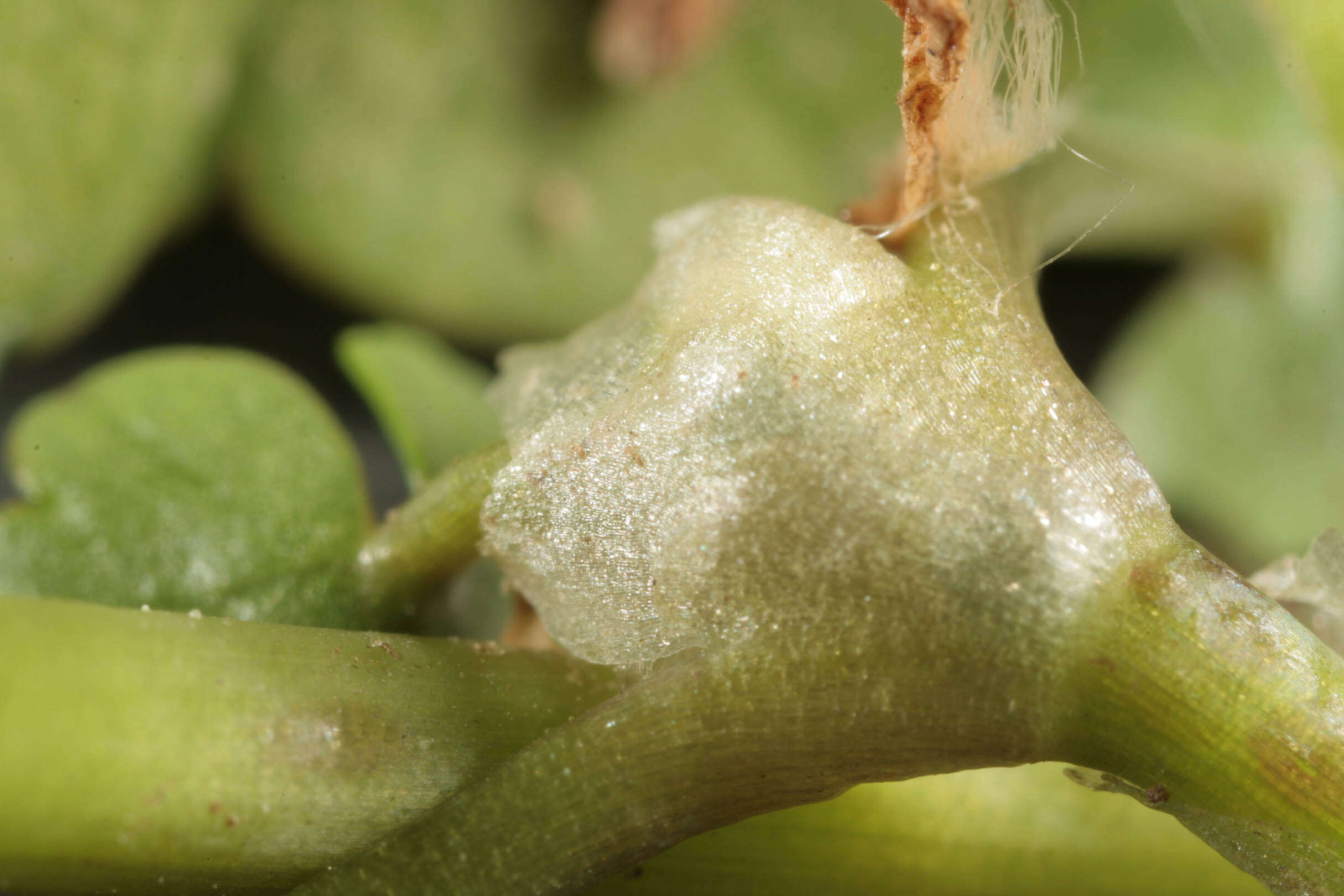 Image of Ivy Water-Crowfoot