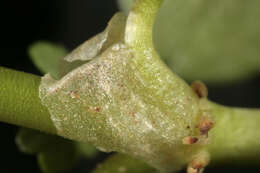 Image de Ranunculus hederaceus L.