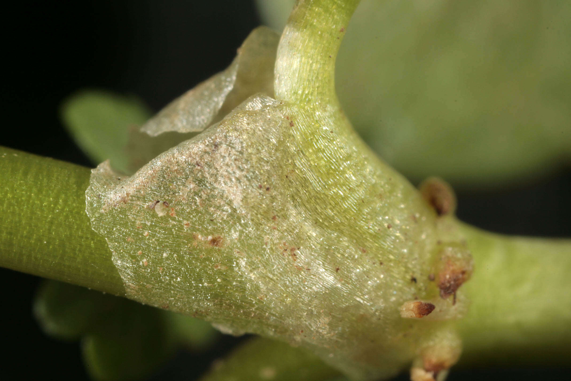 Image de Ranunculus hederaceus L.