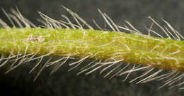 Image of hairy buttercup