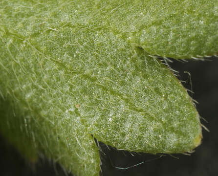 Image of hairy buttercup