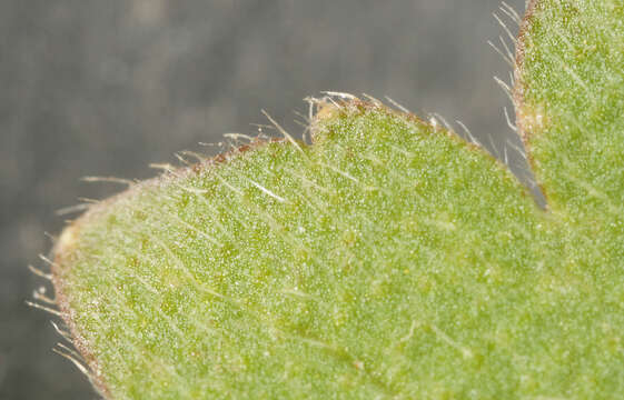 Image of hairy buttercup