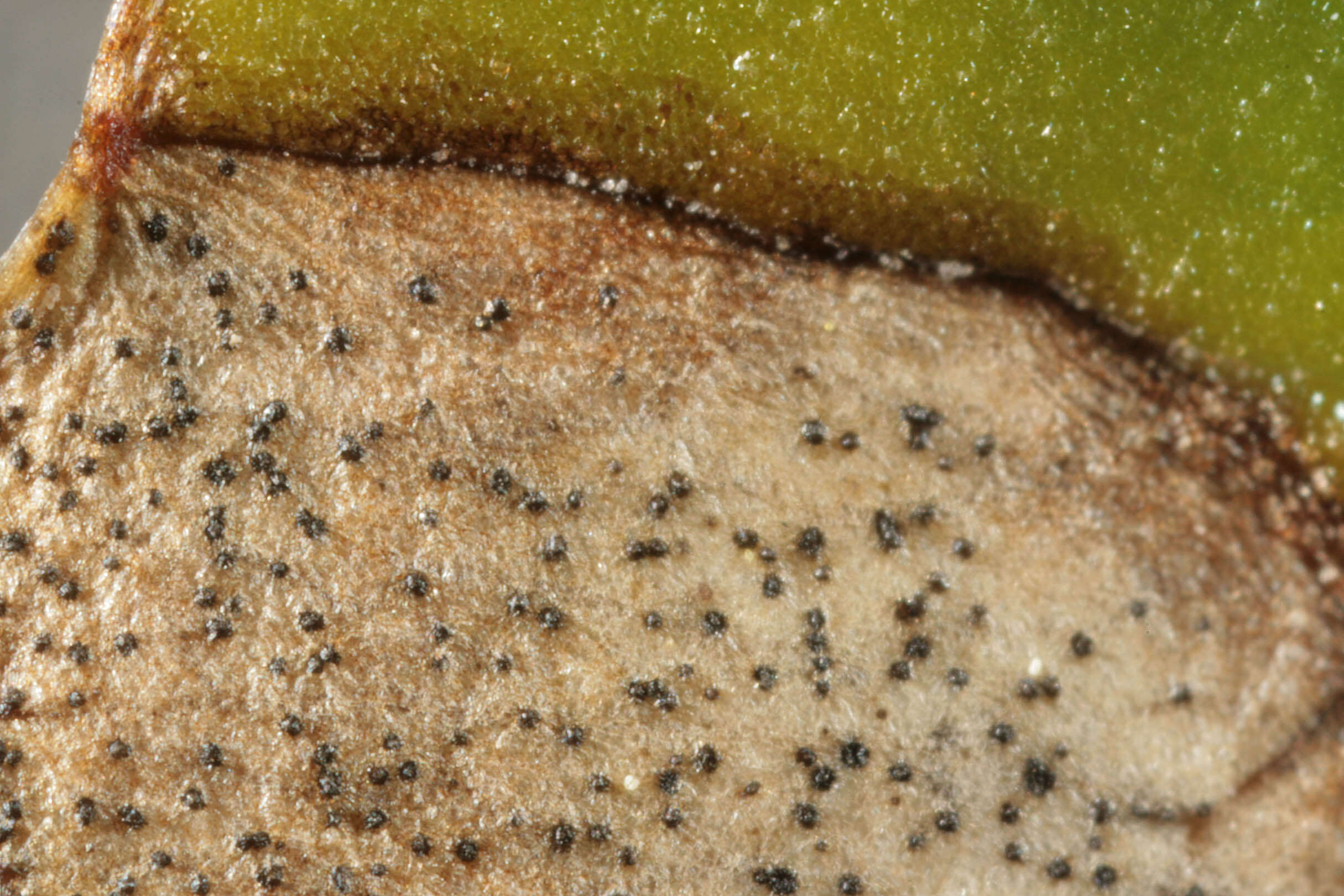 Image of Septoria ficariae Desm. 1841