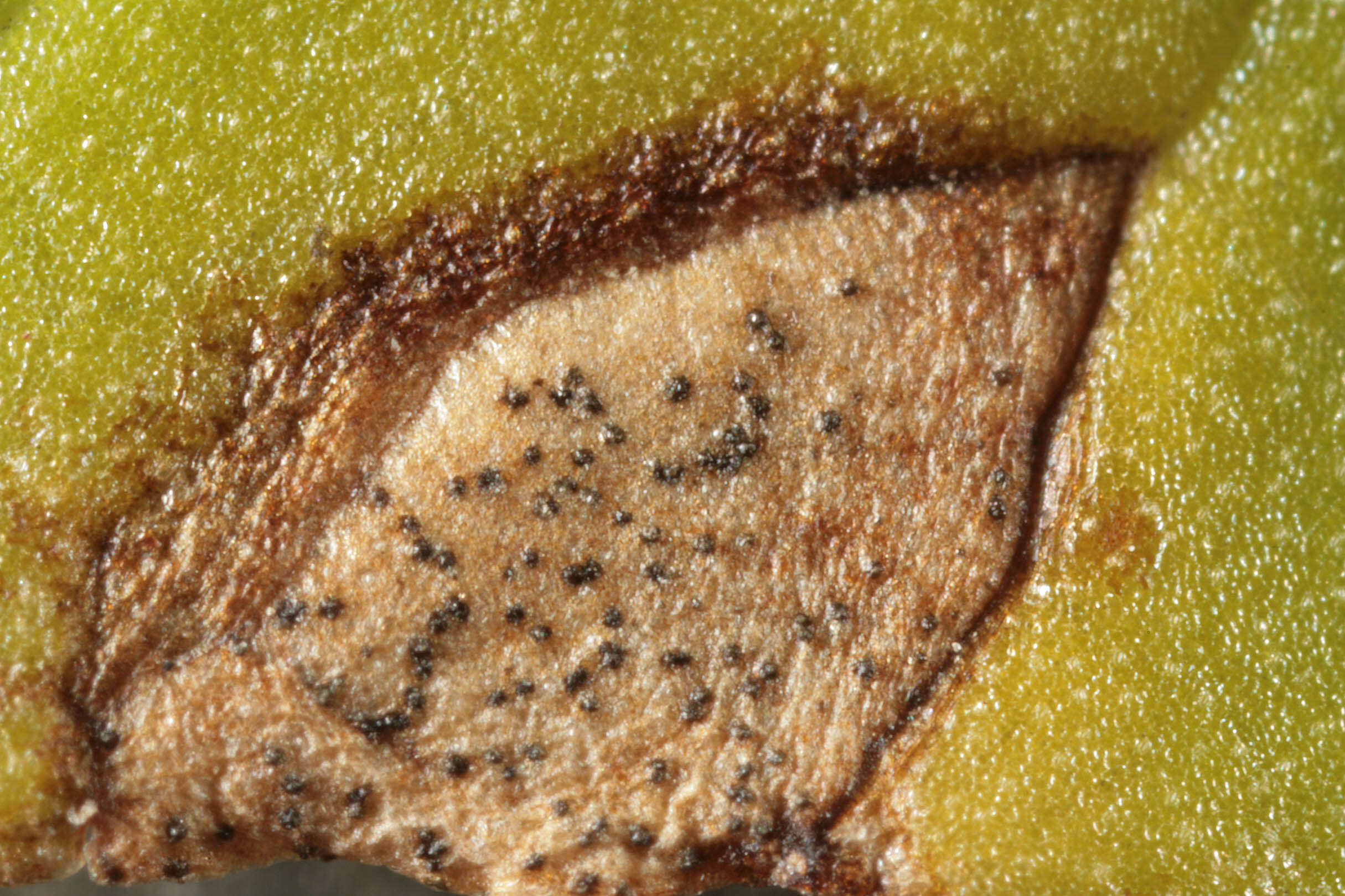 Image of Septoria ficariae Desm. 1841