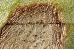 Image of Septoria ficariae Desm. 1841