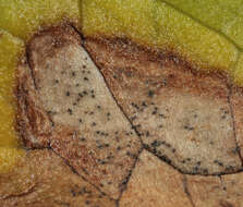 Image of Septoria ficariae Desm. 1841