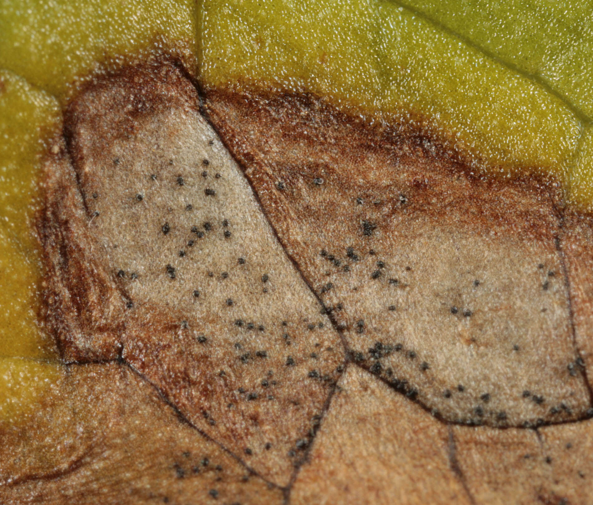 Image of Septoria ficariae Desm. 1841