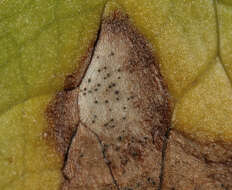 Image of Septoria ficariae Desm. 1841