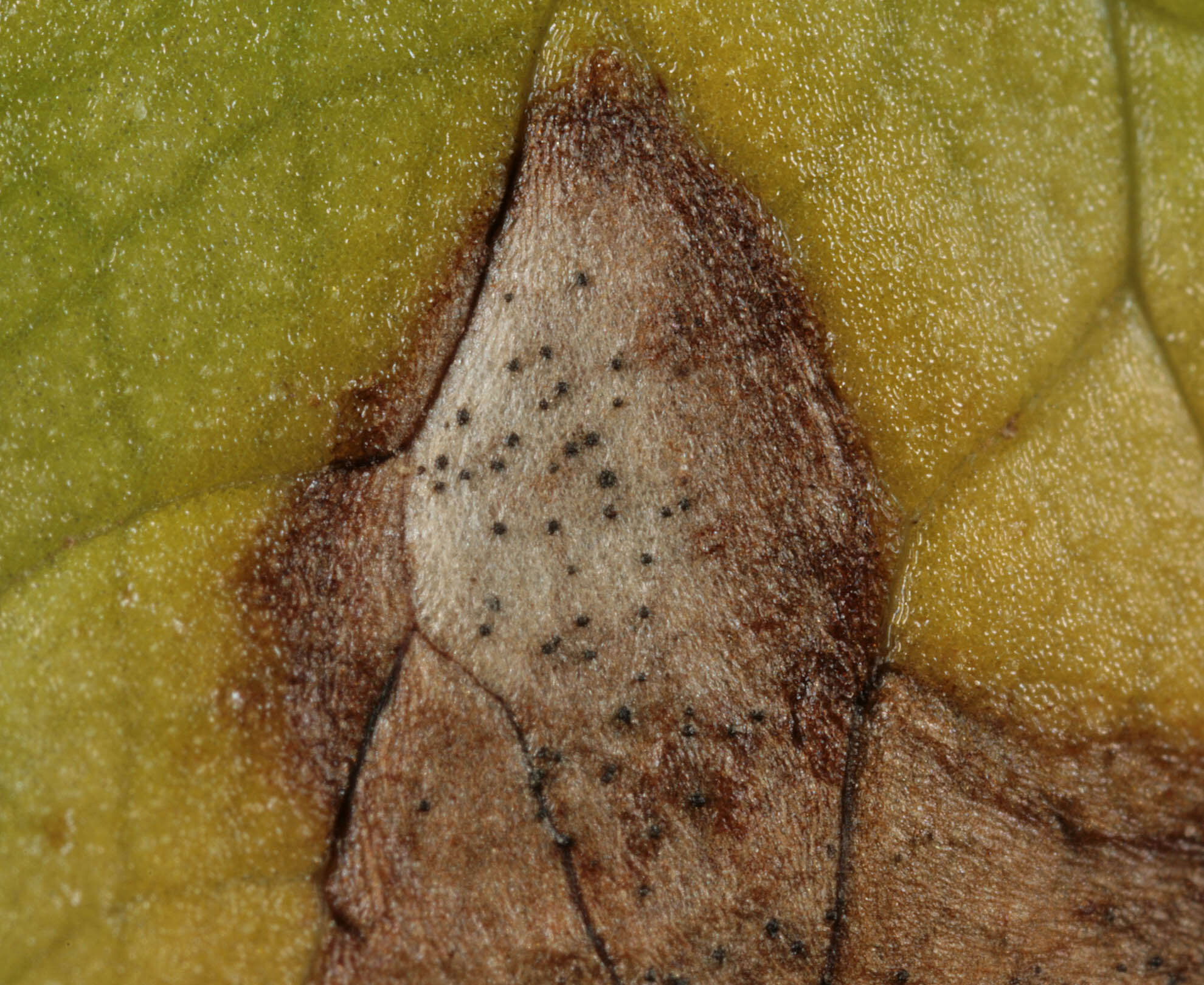 Image of Septoria ficariae Desm. 1841