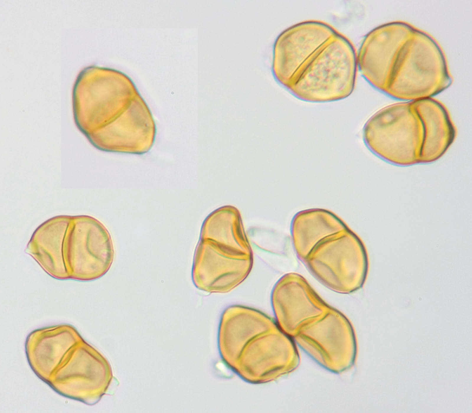 Imagem de Puccinia betonicae (Alb. & Schwein.) DC. 1815