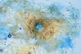 Image of Septoria ficariae Desm. 1841