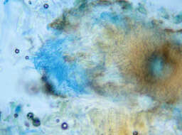 Image of Septoria ficariae Desm. 1841