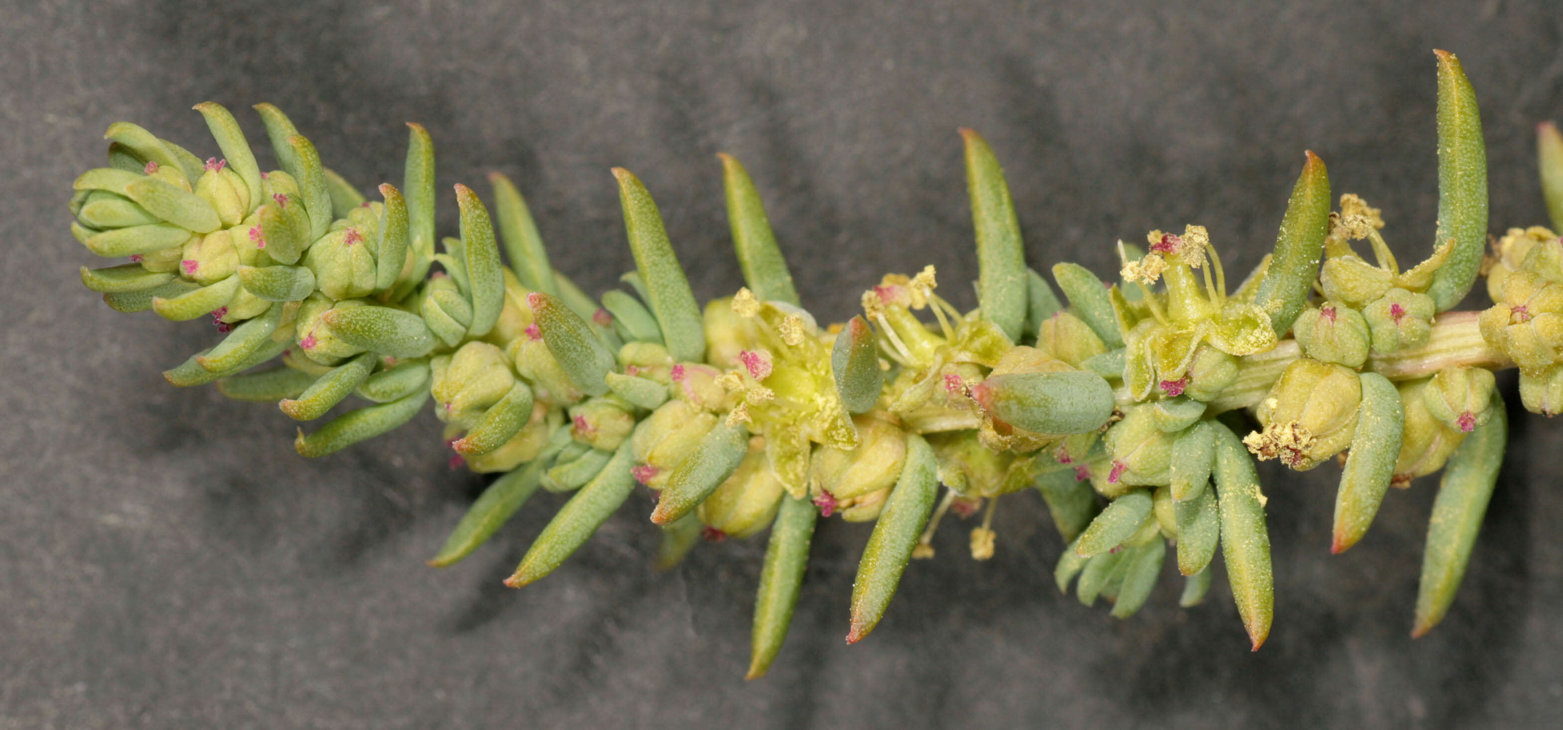 Image of alkali seepweed