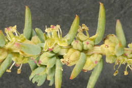 Image of alkali seepweed