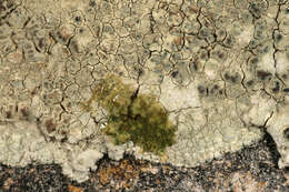 Sivun Lecanora sulphurea (Hoffm.) Ach. kuva