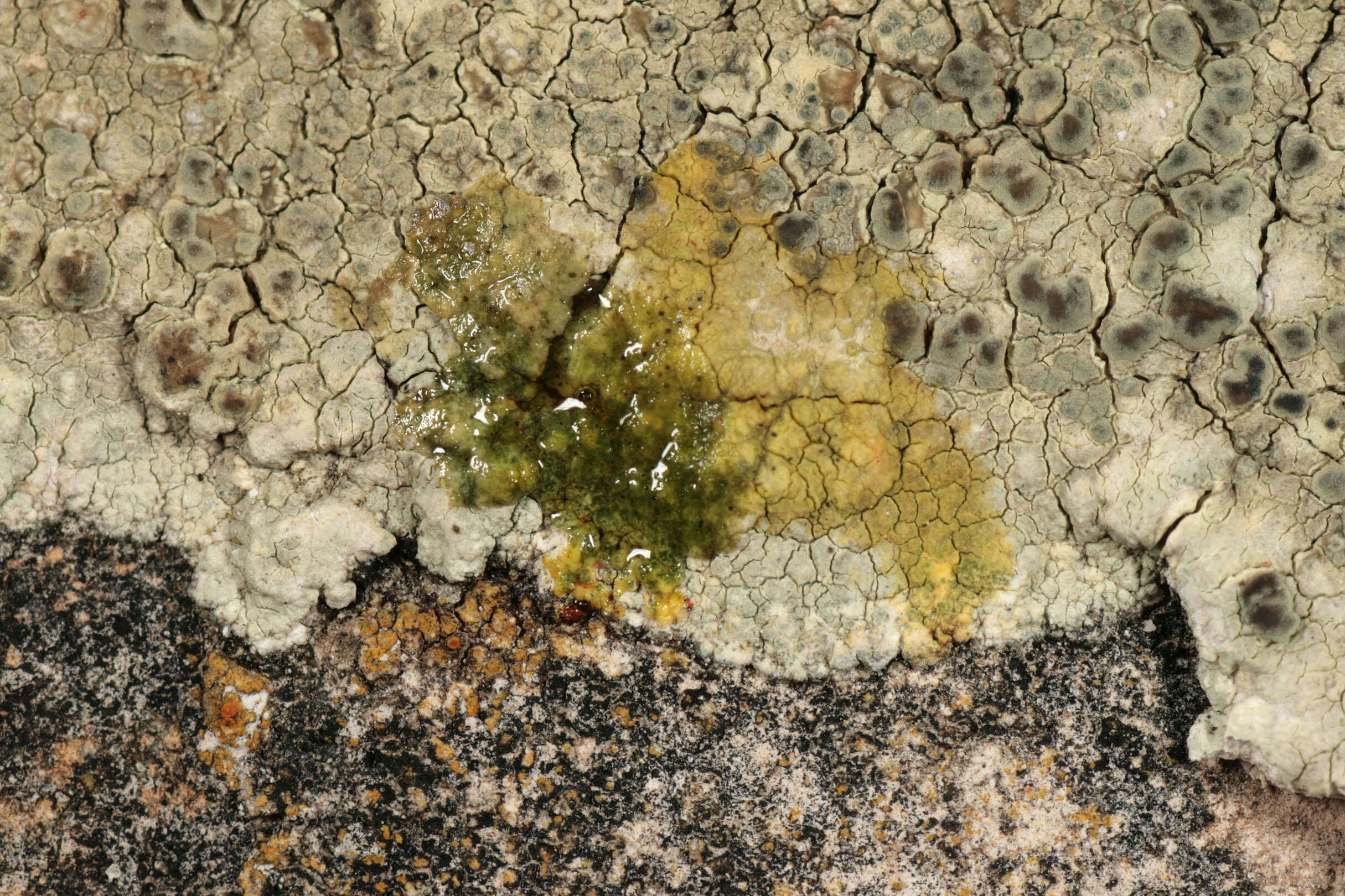 Imagem de Lecanora sulphurea (Hoffm.) Ach.