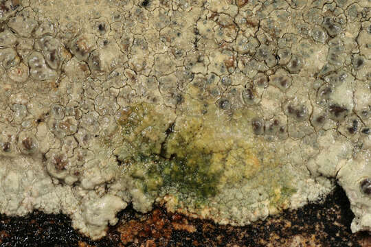 Sivun Lecanora sulphurea (Hoffm.) Ach. kuva