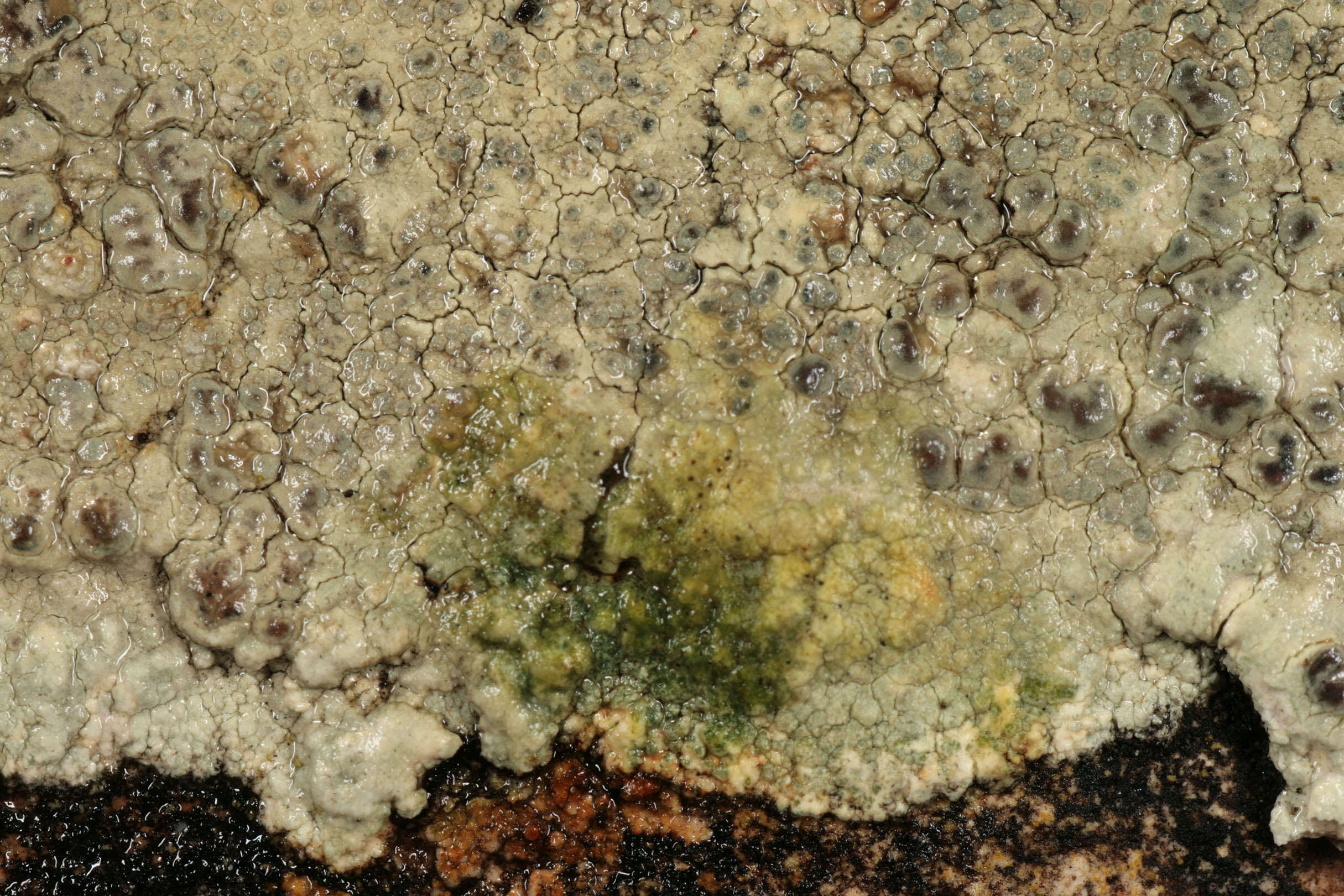 Image of Lecanora sulphurea (Hoffm.) Ach.