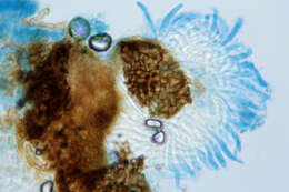 Image of Mycosphaerella hedericola (Cooke) Lindau 1897