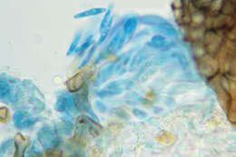 Image of Mycosphaerella hedericola (Cooke) Lindau 1897