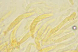 Image of Mycosphaerella hedericola (Cooke) Lindau 1897