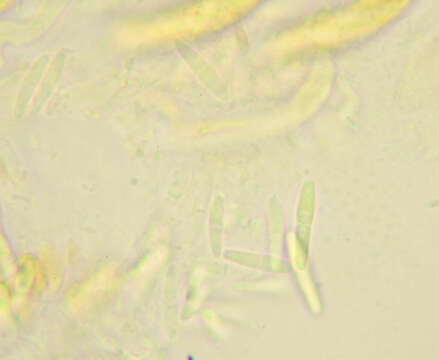 Image of Mycosphaerella hedericola (Cooke) Lindau 1897