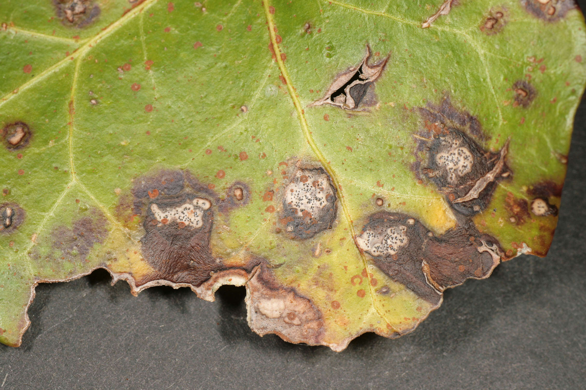 Image of Mycosphaerella hedericola (Cooke) Lindau 1897