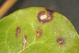Image of Mycosphaerella hedericola (Cooke) Lindau 1897