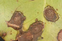Image of Mycosphaerella hedericola (Cooke) Lindau 1897