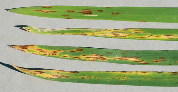 Plancia ëd Mycosphaerella recutita (Fr.) Johanson 1884