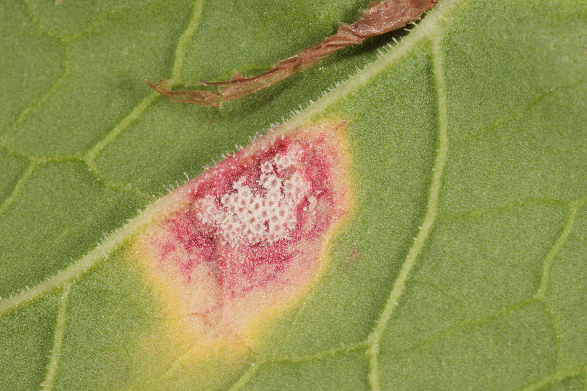 Image of Puccinia phragmitis (Schumach.) Tul. 1854