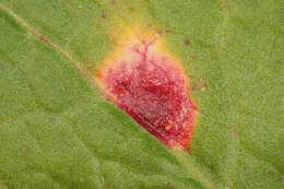 Puccinia phragmitis (Schumach.) Tul. 1854的圖片