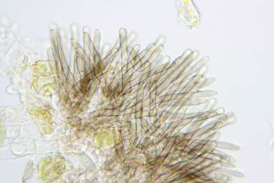 Plancia ëd Mycosphaerella recutita (Fr.) Johanson 1884