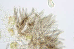Image of Mycosphaerella recutita (Fr.) Johanson 1884