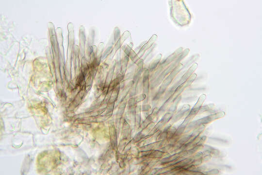 Plancia ëd Mycosphaerella recutita (Fr.) Johanson 1884