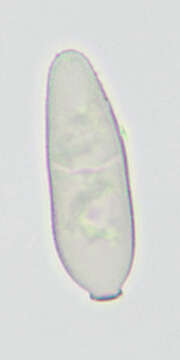 Plancia ëd Mycosphaerella recutita (Fr.) Johanson 1884