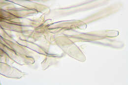 Image of Mycosphaerella recutita (Fr.) Johanson 1884