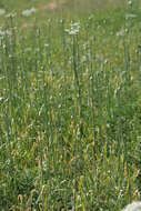 Image of Broadleaf wild leek