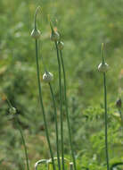 Image of Broadleaf wild leek