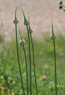 Image of Broadleaf wild leek