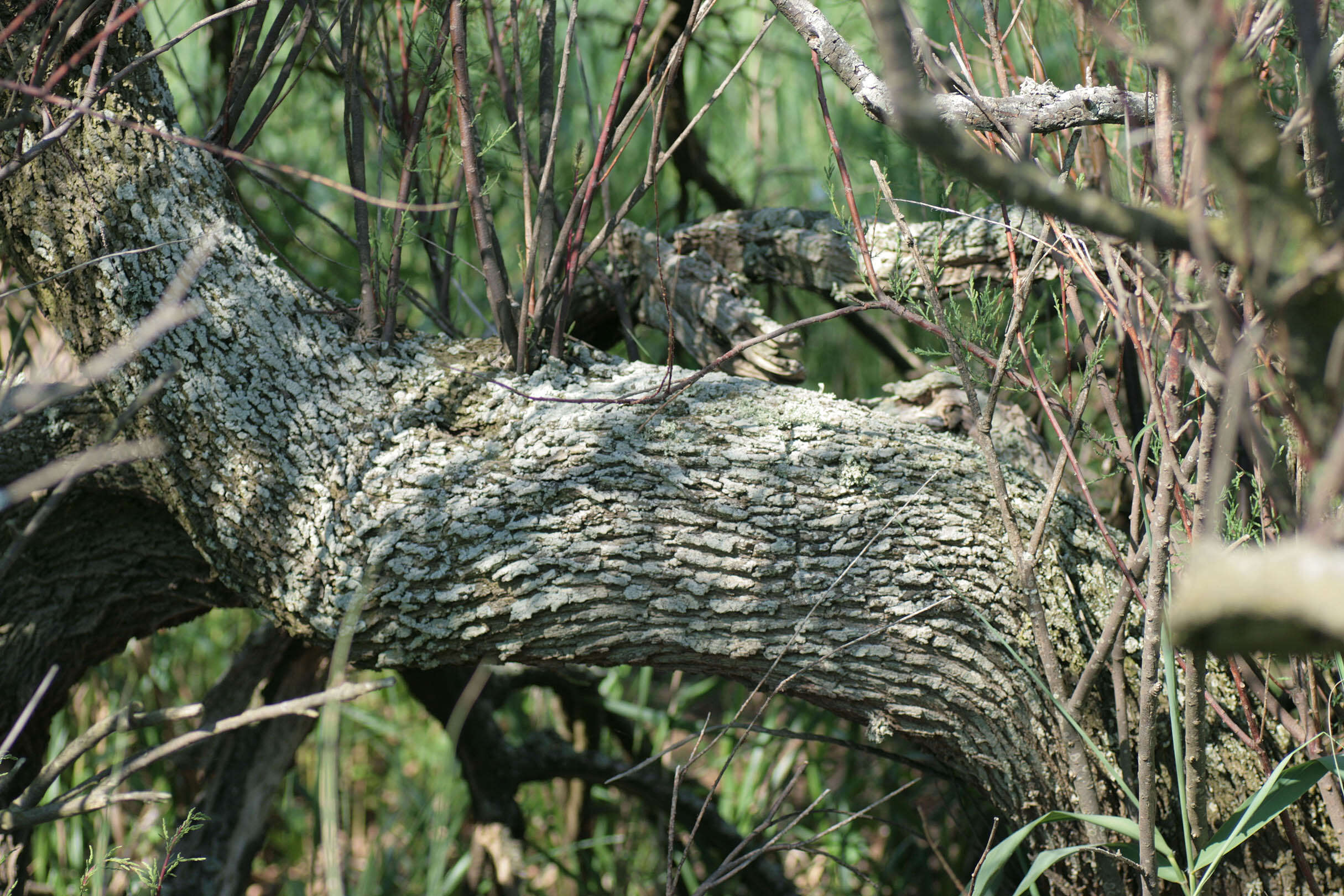 Plancia ëd Tamarix gallica L.