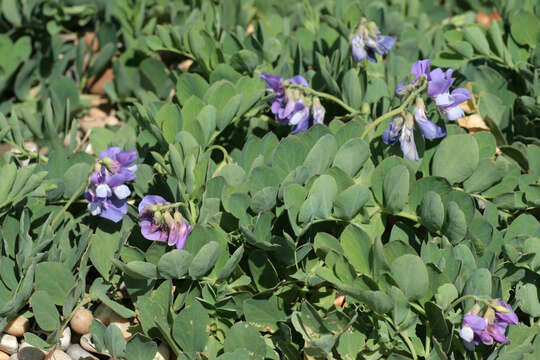 Lathyrus japonicus subsp. maritimus (L.) P. W. Ball resmi