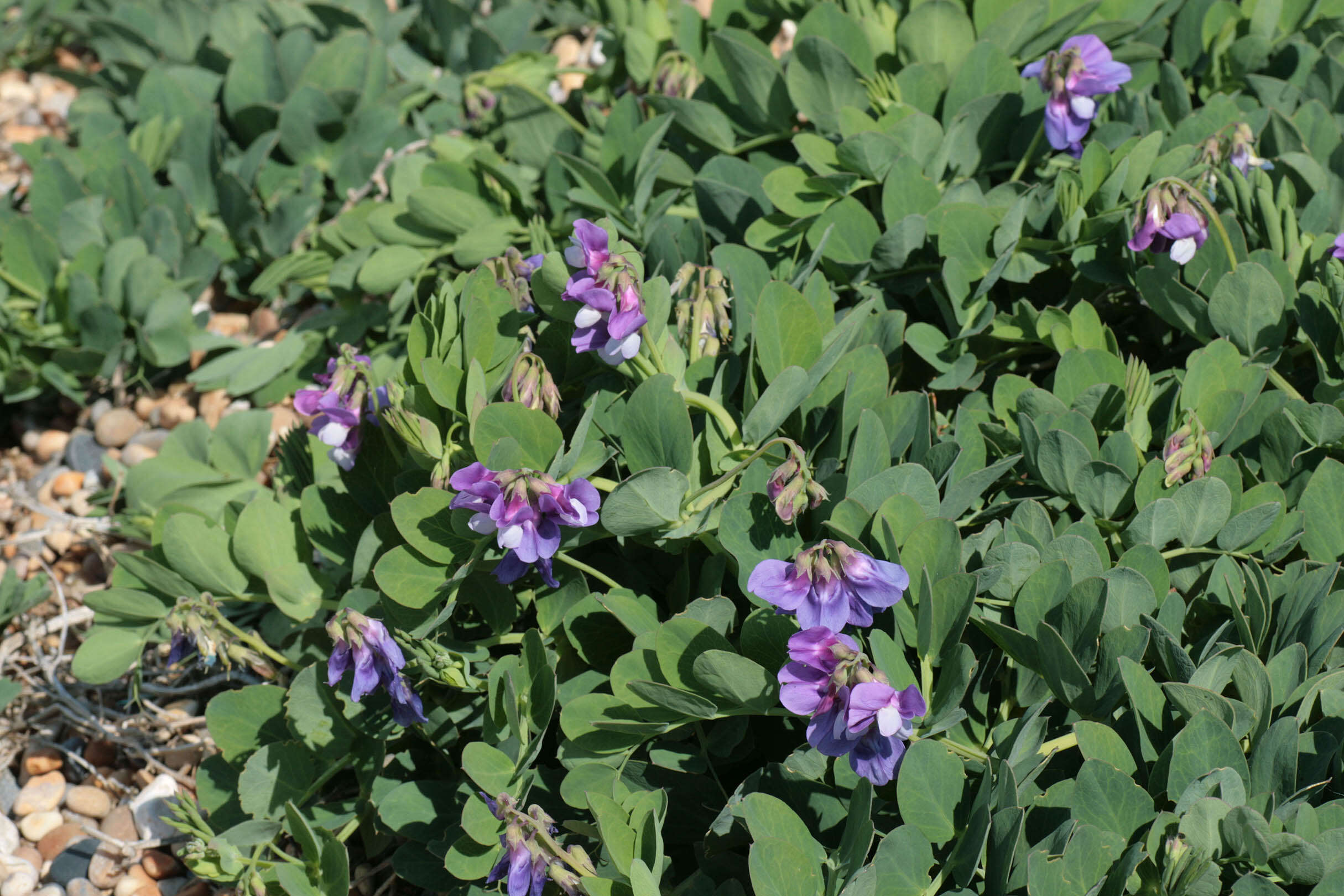 Lathyrus japonicus subsp. maritimus (L.) P. W. Ball resmi