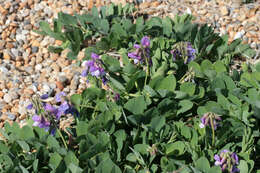 Lathyrus japonicus subsp. maritimus (L.) P. W. Ball resmi