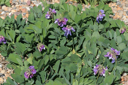 Lathyrus japonicus subsp. maritimus (L.) P. W. Ball resmi