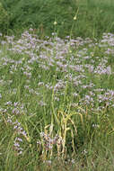 Image of Broadleaf wild leek