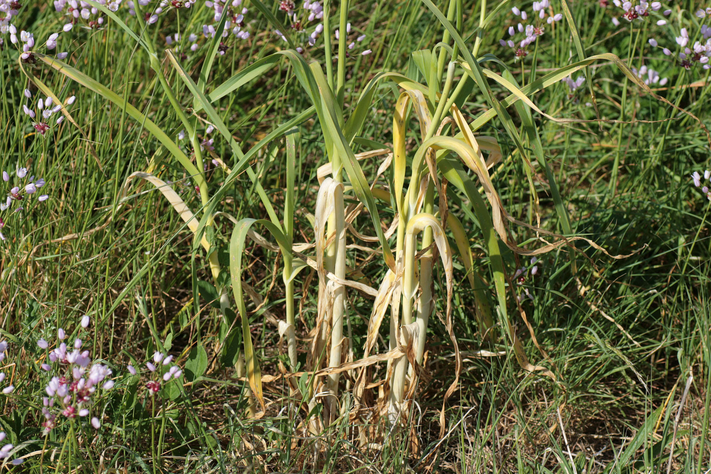 Image of Broadleaf wild leek