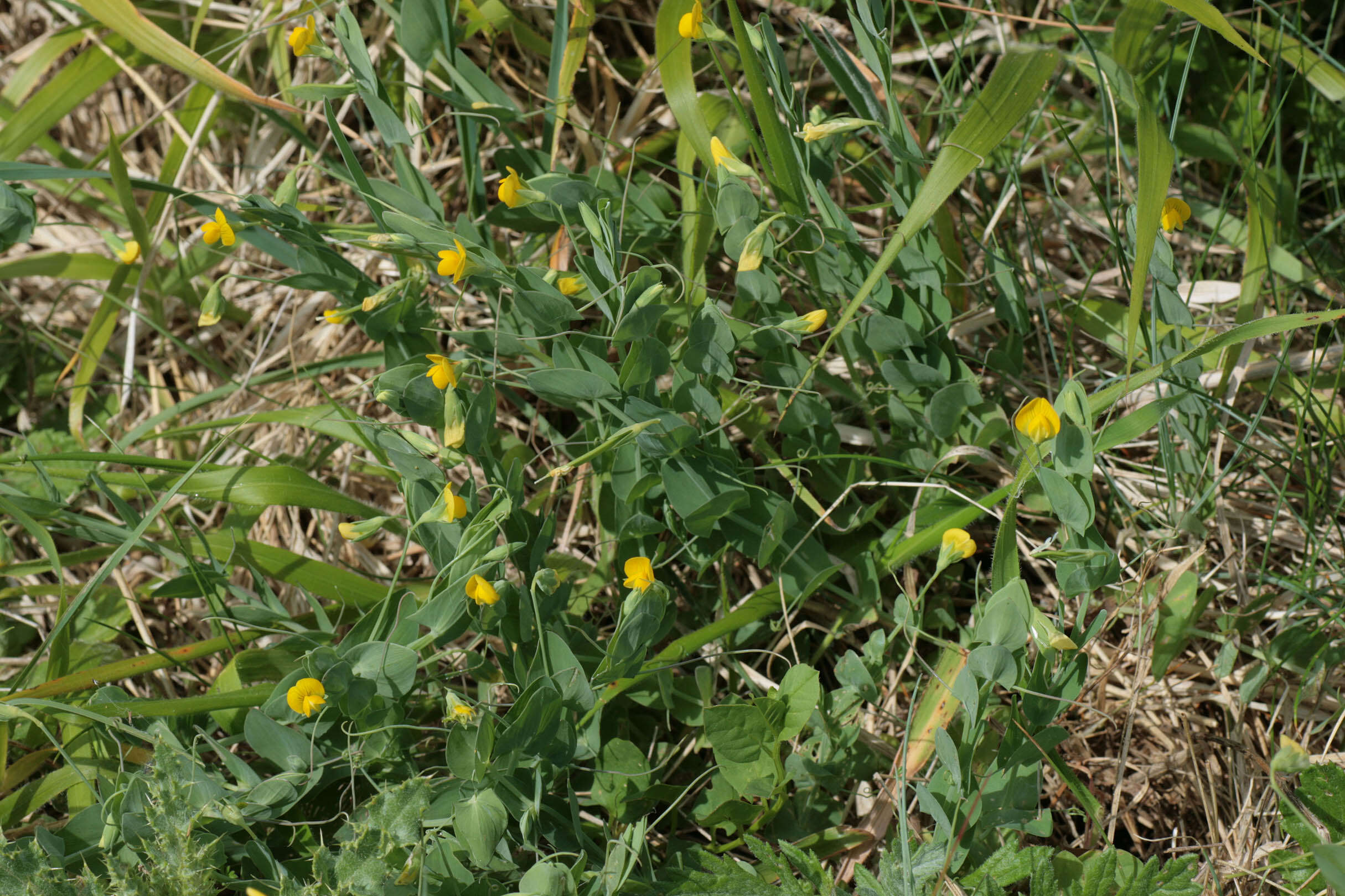 Image of yellow pea