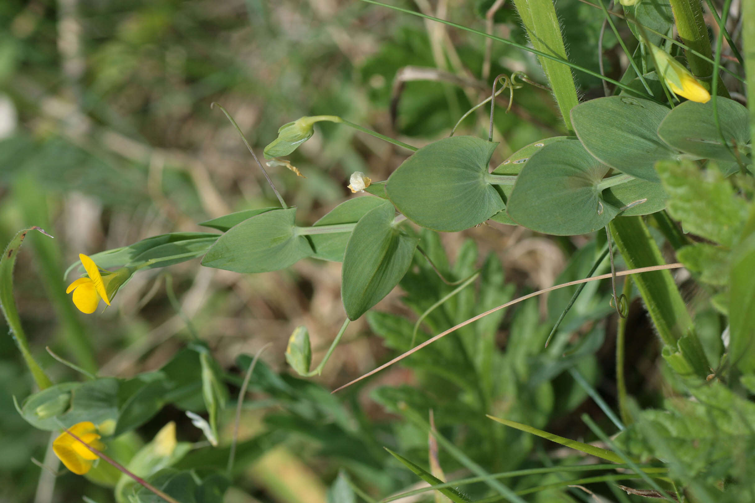 Image of yellow pea